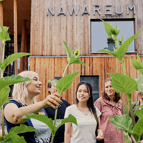 Vor der Fassade des NAWAREUMs zeigt eine Frau mehreren Besucherinnen die Durchwachsene Silphie, indem sie den Blütenstand der zwei Meter hohen Pflanze nach unten biegt.