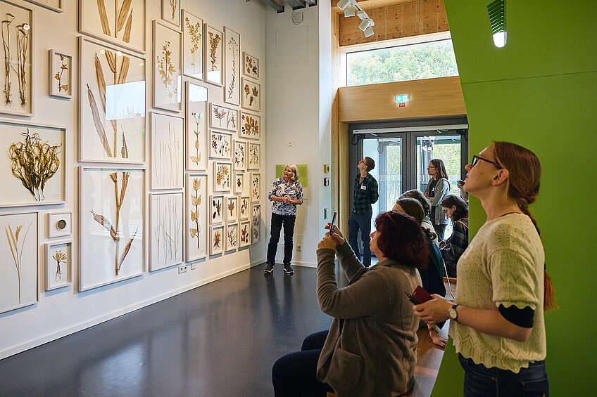 Eine Gruppe Menschen betrachtet eine Wand, an der zahlreiche getrocknete Pflanzen in weißen Bilderrahmen hängen. Ganz hinten steht eine Frau, die der Gruppe etwas erzählt.